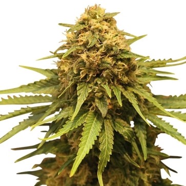 Семена конопли Quick Critical + Feminised